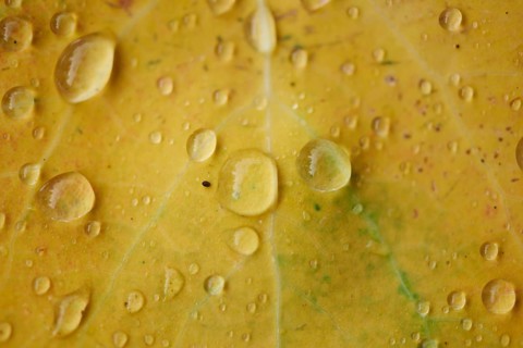 Waterdrops on a common aspen (Populus tremula) leaf in late summer, Bavaria, Germany, Europe
