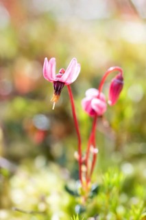 Small cranberry (Vaccinium oxycoccos), close-up of flower in sunshine, Bodemoor, Harz National