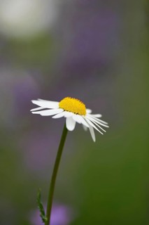 Close-up of a flower meadow with ox-eye daisy (Leucanthemum vulgare) blossoms in early summer