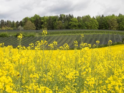 Rape field in bloom, near Riegersburg, Styria, Austria, Europe