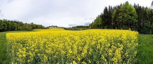 Rape field in bloom, panoramic shot, near Riegersburg, Styria, Austria, Europe