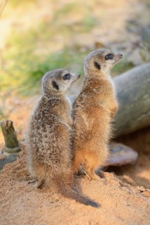 Close-up of two little meerkat or suricate (Suricata suricatta) babies making male in sand