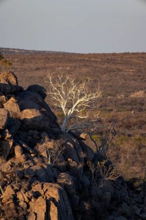 Leafless trees growing on a rocky barren hill, tree with white bark, Hobatere Concession, Namibia,