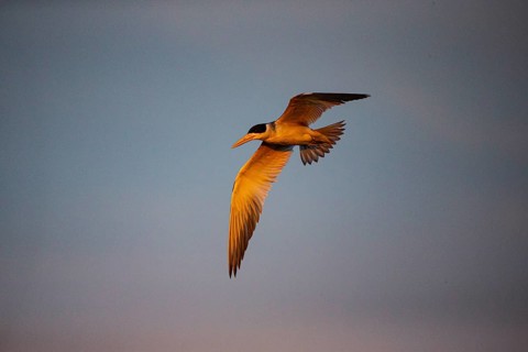 Large-billed Tern (Phaetusa simplex) Pantanal Brazil