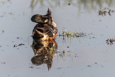 Northern shoveler (Spatula clypeata) preening itself, Lower Saxony, Germany, Europe