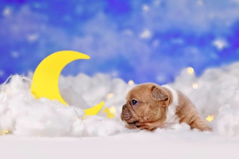 Cute red fawn French Bulldog puppy between fluffy clouds with moon and stars