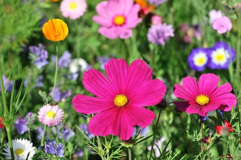Mexican aster (Cosmea bipinnata), Schwaebisch Gmuend, Baden-Wuerttemberg, Germany, Europe,