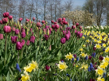 Purple tulips and yellow daffodils in a colourful garden in front of a row of trees, many