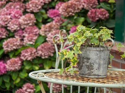 Close-up of a plant pot with ivy on a decorated garden table in front of blooming hydrangeas,