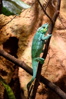 Close-up of a panther chameleon (Furcifer pardalis) in a terrarium