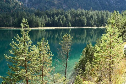 Landscape of a Scots pine (Pinus sylvestris) growing beside a clear lake (Plansee) in autumn in