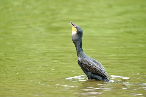 Close-up of a great cormorant (Phalacrocorax carbo) on a little lake in summer
