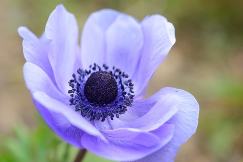 Close-up of a poppy anemone (Anemone coronaria) blossom in a garden in spring