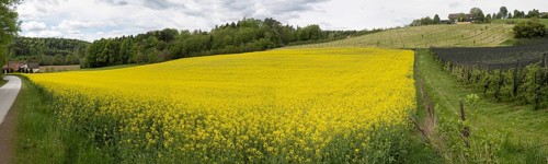 Rape field in bloom, near Riegersburg, Styria, Austria, Europe