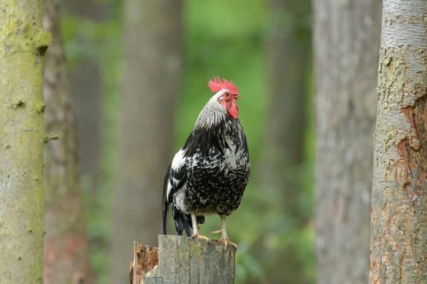 Close-up of a chicken (Gallus gallus domesticus) rooster in spring