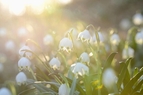 Spring Snowflake (Leucojum vernum) blossoms in a forest on a sunny evening in spring