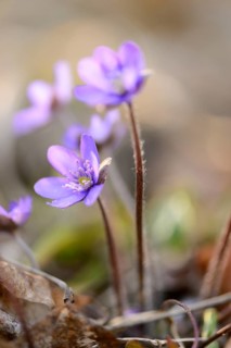 Close-up of a Common Hepatica (Anemone hepatica) blossoms in a forest on a sunny evening in spring