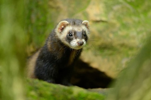 Ferret (Mustela putorius) stands on a rock, captive