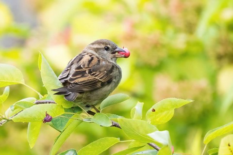 A house sparrow (Passer domesticus) with a fruit of the snowy mespilus (Amelanchier ovalis) in its