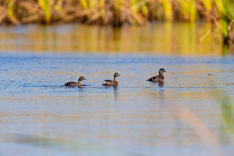Least grebe (Tachybaptus dominicus) Pantanal Brazil