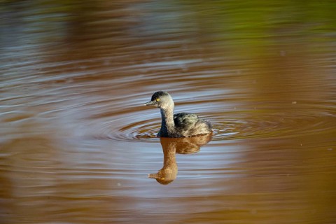 Least grebe (Tachybaptus dominicus) Pantanal Brazil