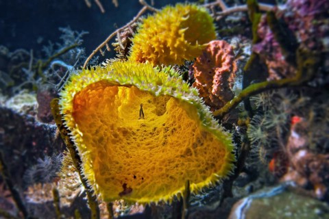 Yellow vase sponge, (Callyspongia sp.) with fish, Wakatobi Dive Resort, Sulawesi, Indonesia, Asia