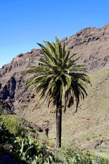 Mountain village Masca, Masca Gorge, Montana Teno Mountains, Tenerife, Canary Islands, Spain,