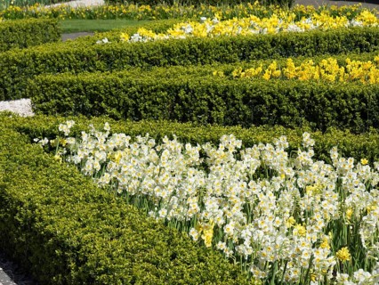 Landscaped flower beds with yellow and white Poet's Daffodils, surrounded by well-tended hedges,