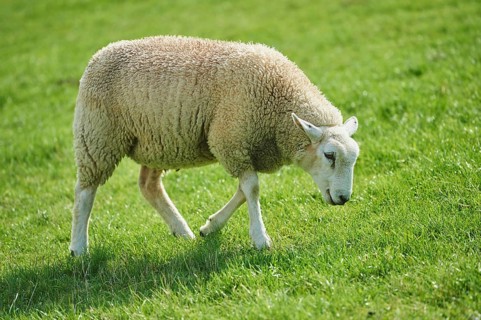 Domestic sheep (Ovis aries) Merino on the Beach, North Sea, East Frisia, Lower Saxony, Germany,