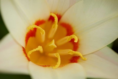 Close-up of a Turkestan tulip (Tulipa turkestanica) blossom in a garden in spring, Bavaria,