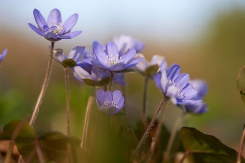 Common hepatica (Anemone hepatica) Blossoms in a forest, Bavaria, Germany, Europe