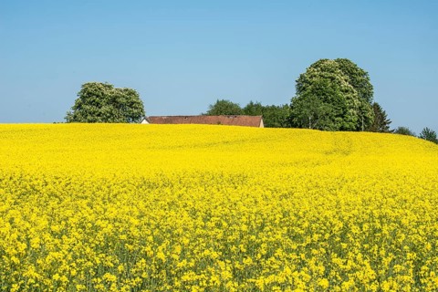 Field of flowering rapeseed in front of farm with chestnut trees in Onslunda, Tomelilla