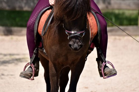 Close-up of rider's leg and stirrup during training of an Icelandic horse equipped with saddle, bit