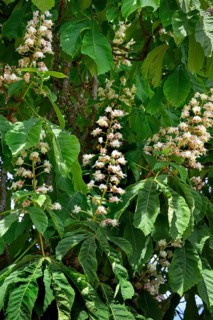 Spring, blossoms of the common horse-chestnut (Aesculus hippocastanum), Allgaeu, Bavaria, Germany,