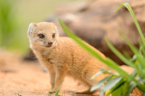 Close-up of a Yellow Mongoose (Cynictis penicillata) youngster standing on the ground in spring