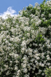 Tufted rose (Rosa multiflora), Emsland, Lower Saxony, Germany, Europe