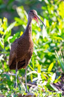 Limpkin (Aramus guarauna) Pantanal Brazil
