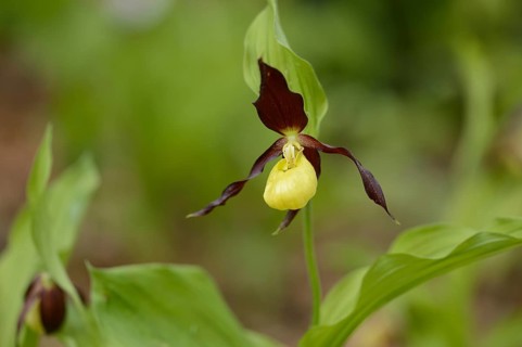 Close-up of lady's-slipper orchid (Cypripedium calceolus) blossoms in a forest in spring, Upper