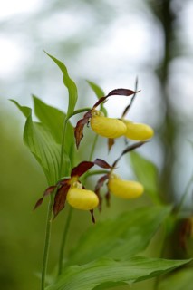 Close-up of lady's-slipper orchid (Cypripedium calceolus) blossoms in a forest in spring, Upper