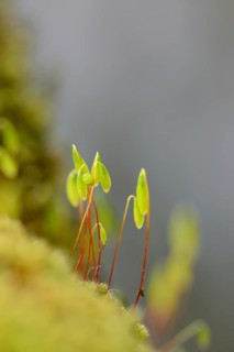 Close-up of Moss with spore capsules (Byrum) on a stonewall in spring