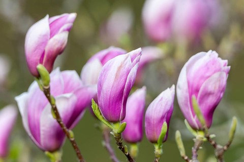 Mulan magnolia (Magnolia liliiflora)