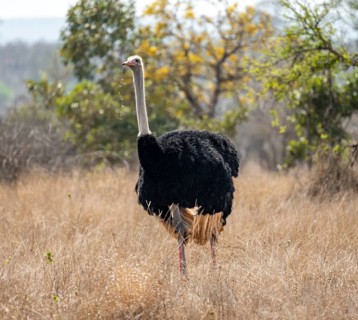 Common ostrich (Struthio camelus), adult male, with grass in beak, funny, Kruger National Park,