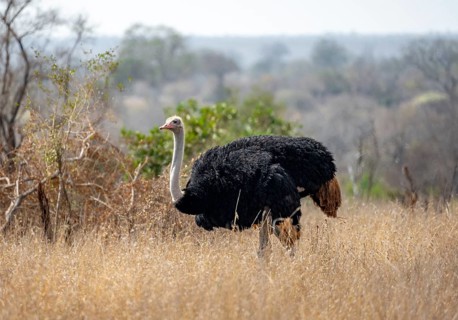 Common ostrich (Struthio camelus), adult male, in dry grass, Kruger National Park, South Africa,