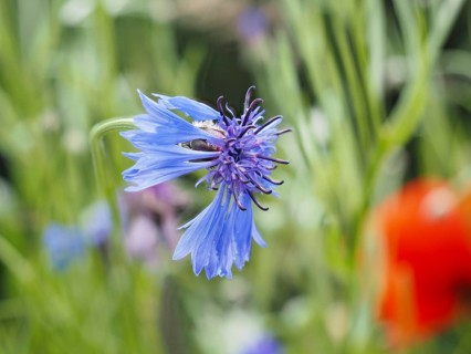 Cornflower (Centaurea cyanus), near Heimschuh, Styria, Austria, Europe
