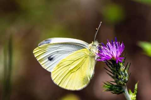 Large White, Pieris brassicae, butterfly on pink flower