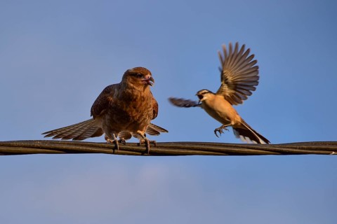 Chimango caracara (Daptrius chimango, also Milvago chimango), being harassed by a Campos