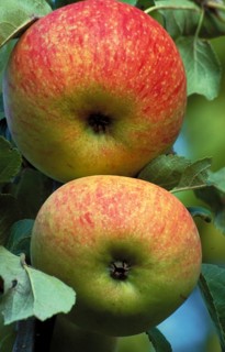 Two ripe apples hanging on a tree with green leaves Alkmene, old apple variety