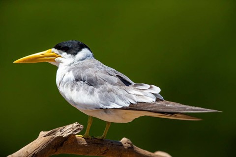 Large-billed Tern (Phaetusa simplex) Pantanal Brazil