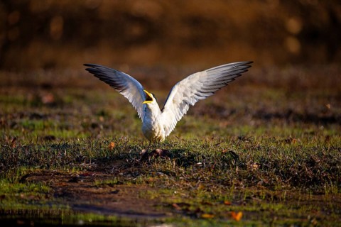 Large-billed Tern (Phaetusa simplex) Pantanal Brazil