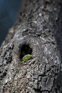 Sand lizard (Lacerta agilis) looking out of a knothole, Dalmatia, Croatia, Europe